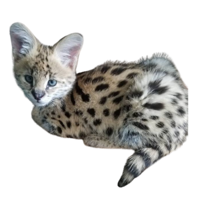 ECHO Registry – Official Exotic Cat & Hybrid Registry