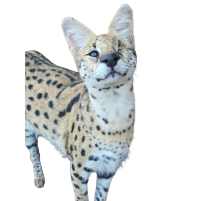 ECHO Registry – Official Exotic Cat & Hybrid Registry